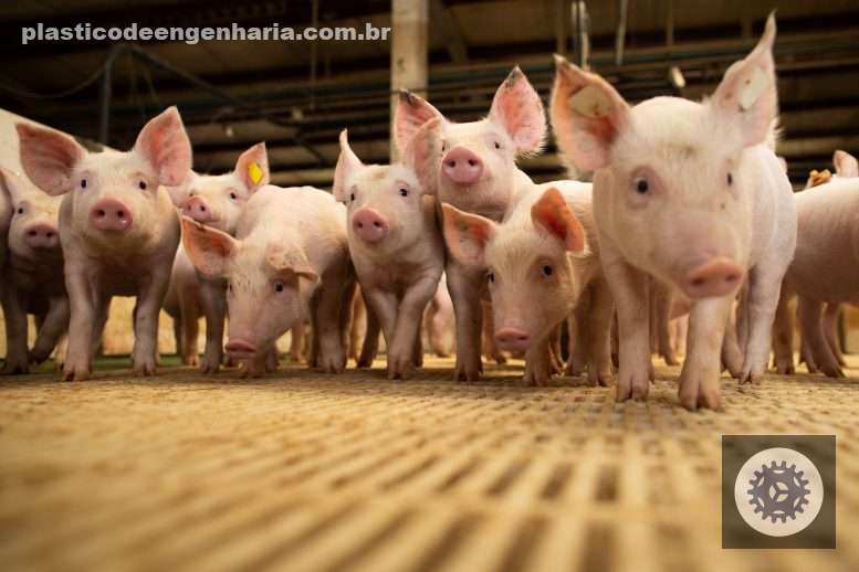 cranswick fortalece lideranca global com aquisicao da jsr genetics e