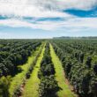 Crédito rural 2024/2025 oferece R$ 330,9 bilhões para impulsionar a agricultura e fortalecer sua produção.