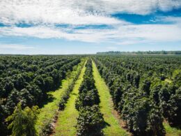 Crédito rural 2024/2025 oferece R$ 330,9 bilhões para impulsionar a agricultura e fortalecer sua produção. 8 Crédito rural 2024/2025 oferece R$ 330,9 bilhões para impulsionar a agricultura e fortalecer sua produção.