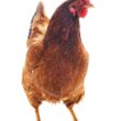 Crescimento das exportações de carne de frango em 2023 revela oportunidades para o mercado e consumidores atentos