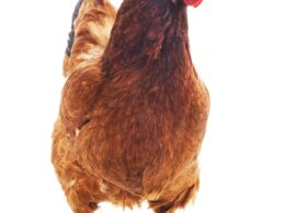Crescimento das exportações de carne de frango em 2023 revela oportunidades para o mercado e consumidores atentos