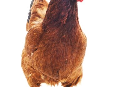 Crescimento das exportações de carne de frango em 2023 revela oportunidades para o mercado e consumidores atentos