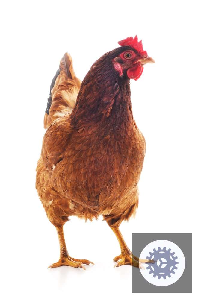 Crescimento das exportações de carne de frango em 2023 revela oportunidades para o mercado e consumidores atentos