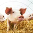 crescimento de 117 nas exportacoes de carne suina em janeiro