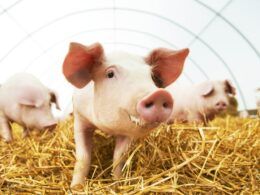 crescimento de 117 nas exportacoes de carne suina em janeiro