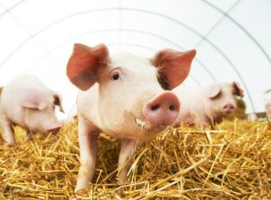 crescimento de 117 nas exportacoes de carne suina em janeiro