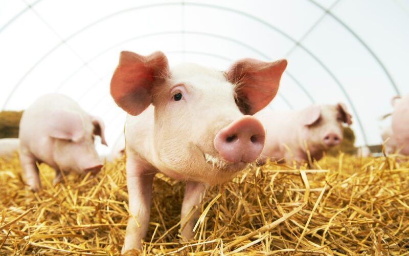 crescimento de 117 nas exportacoes de carne suina em janeiro