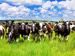 CRESCIMENTO DE 30% NAS EXPORTAÇÕES TOTAIS DE CARNE BOVINA EM SETEMBRO 17 crescimento de 30 nas exportacoes totais de carne bovina em