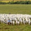 Crescimento do PIB do agronegócio para R$ 2,72 trilhões impulsiona oportunidades e investimentos no setor em 2024