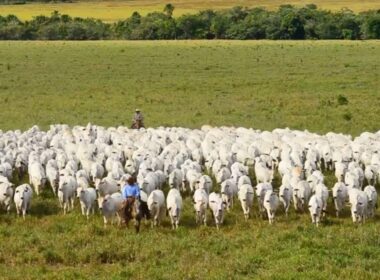 Crescimento do PIB do agronegócio para R$ 2,72 trilhões impulsiona oportunidades e investimentos no setor em 2024