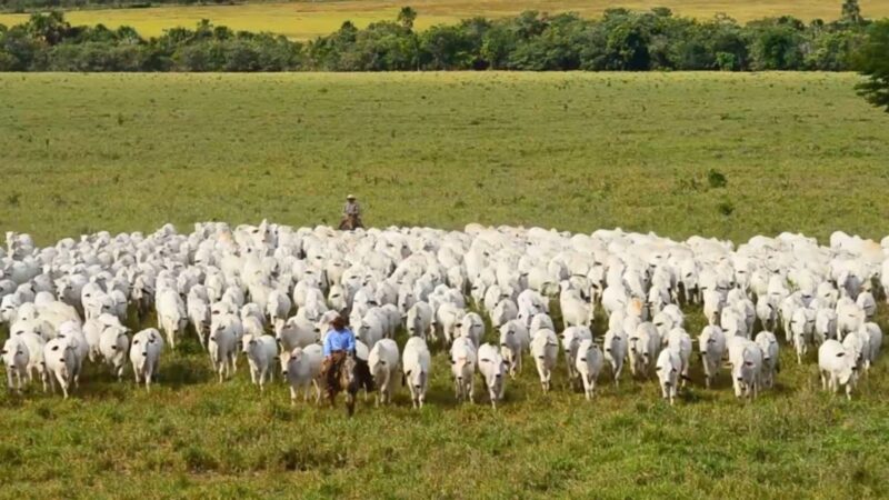 Crescimento do PIB do agronegócio para R$ 2,72 trilhões impulsiona oportunidades e investimentos no setor em 2024