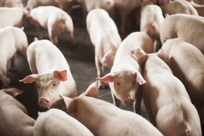 crescimento surpreendente exportacao de carne suina aumenta 17 em fevereiro