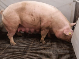 Crise estrutural na suinocultura alemã abre janela de exportação e ganhos de margem para produtores brasileiros