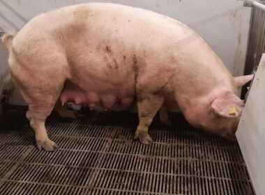 Crise estrutural na suinocultura alemã abre janela de exportação e ganhos de margem para produtores brasileiros