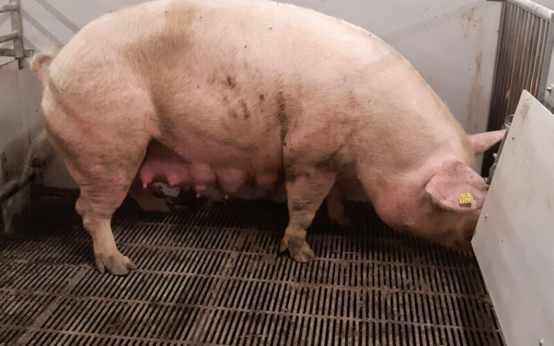 Crise estrutural na suinocultura alemã abre janela de exportação e ganhos de margem para produtores brasileiros