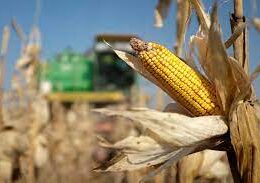 Crise ou Oportunidade? Estratégias Inteligentes para Lucrar com a Alta Recorde do Milho e Proteger Seus Investimentos no Mercado Agrícola 12 crise ou oportunidade estrategias inteligentes para lucrar com a alta