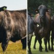 Cruza Angus com Girolando potencializa produtividade e rentabilidade no mercado de beef on dairy