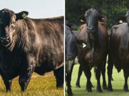 Cruza Angus com Girolando potencializa produtividade e rentabilidade no mercado de beef on dairy