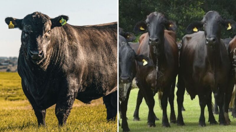 Cruza Angus com Girolando potencializa produtividade e rentabilidade no mercado de beef on dairy