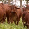Cruza de Sindi, Angus e Nelore potencializa qualidade e produtividade das novilhas no mercado bovino.