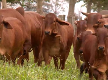 Cruza de Sindi, Angus e Nelore potencializa qualidade e produtividade das novilhas no mercado bovino.