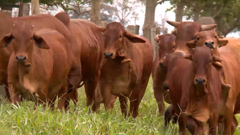 Cruza de Sindi, Angus e Nelore potencializa qualidade e produtividade das novilhas no mercado bovino.