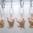 cuidados essenciais com frango altas timidas e prevencao da doenca