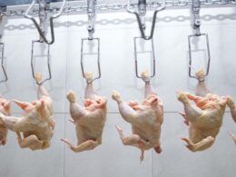 cuidados essenciais com frango altas timidas e prevencao da doenca