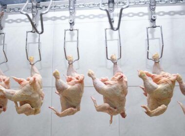 cuidados essenciais com frango altas timidas e prevencao da doenca