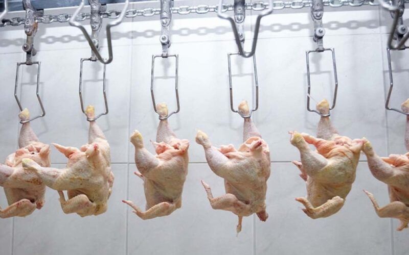 cuidados essenciais com frango altas timidas e prevencao da doenca