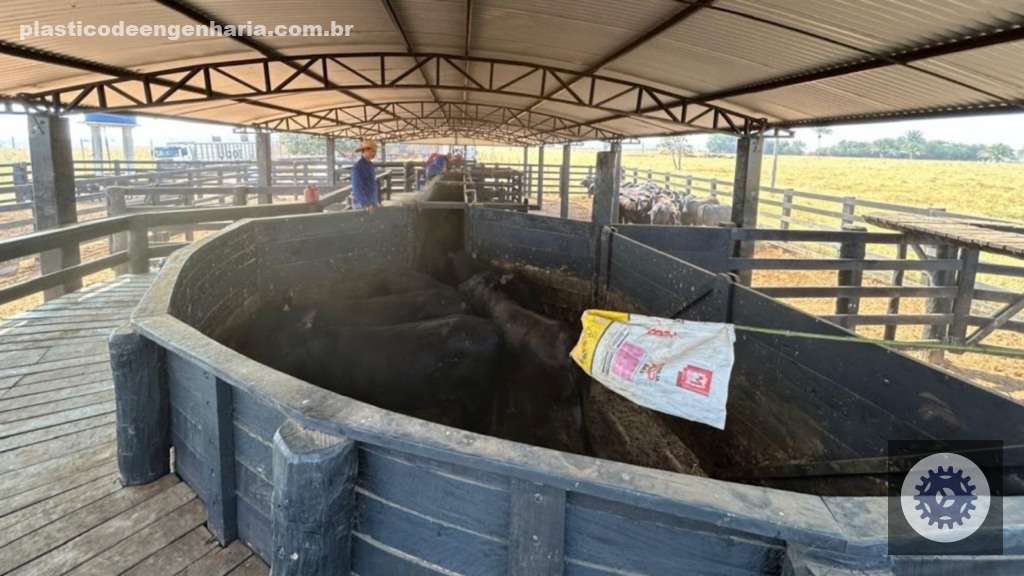 curral fazenda bovinos 30.04.2025 3