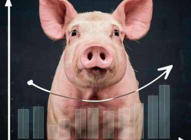 custo de nutricao animal impacta lucros da suinocultura estrategias para