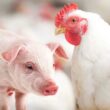 Custos mais baixos de produção em suínos e frangos em maio: amplie sua margem e otimize resultados.