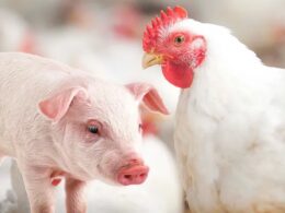 Custos mais baixos de produção em suínos e frangos em maio: amplie sua margem e otimize resultados.