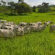 De novato a Nota 10: saiba o que fez um empresário trocar a área de TI pela criação de gado na Bahia