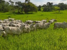 De novato a Nota 10: saiba o que fez um empresário trocar a área de TI pela criação de gado na Bahia