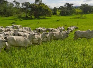 De novato a Nota 10: saiba o que fez um empresário trocar a área de TI pela criação de gado na Bahia