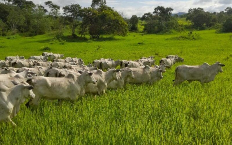 De novato a Nota 10: saiba o que fez um empresário trocar a área de TI pela criação de gado na Bahia