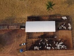 Declaração de rebanhos em Rondônia garante compliance e optimização na gestão da sua propriedade agrícola