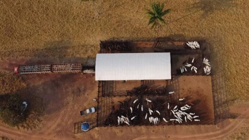 Declaração de rebanhos em Rondônia garante compliance e optimização na gestão da sua propriedade agrícola