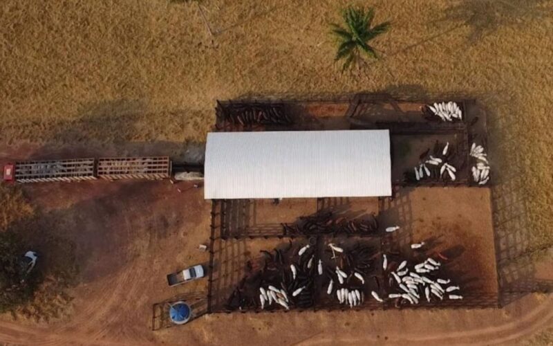 Declaração de rebanhos em Rondônia garante compliance e optimização na gestão da sua propriedade agrícola