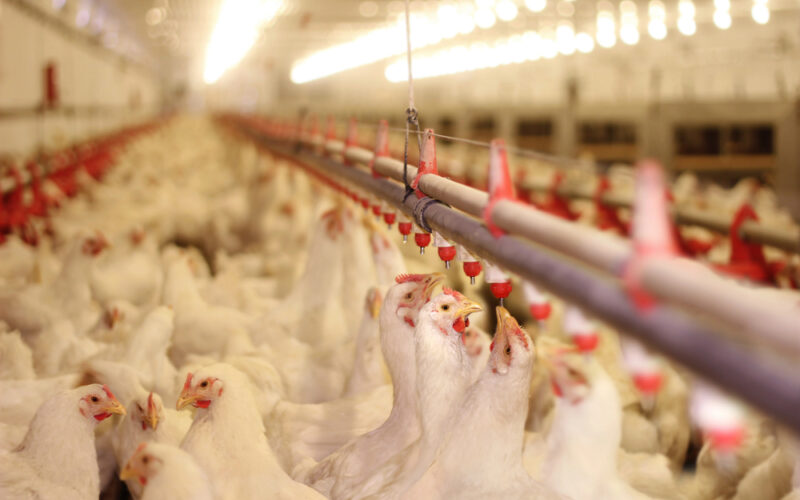 Defesa Agropecuária intensifica ações educativas para proteger a população contra a Influenza Aviária em aves silvestres