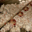 desafios a vista crescimento da producao de frango em 2025