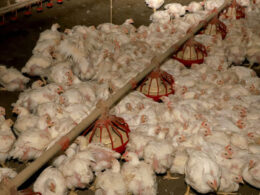 desafios a vista crescimento da producao de frango em 2025