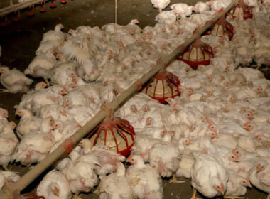 desafios a vista crescimento da producao de frango em 2025