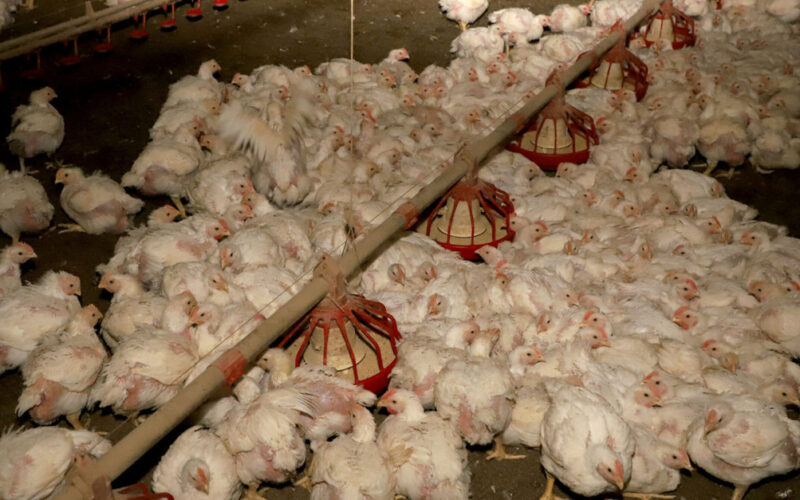 desafios a vista crescimento da producao de frango em 2025