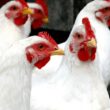 desafios do frango brasileiro como as exigencias do abate kosher