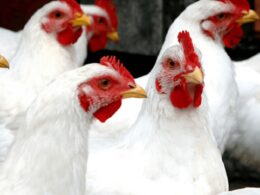 desafios do frango brasileiro como as exigencias do abate kosher