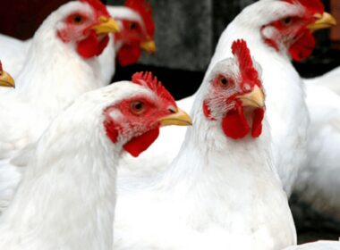 desafios do frango brasileiro como as exigencias do abate kosher