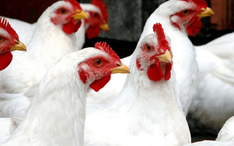 desafios do frango brasileiro como as exigencias do abate kosher